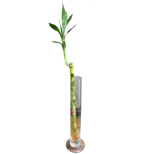 Bambu de la suerte recto 30cm con florero 